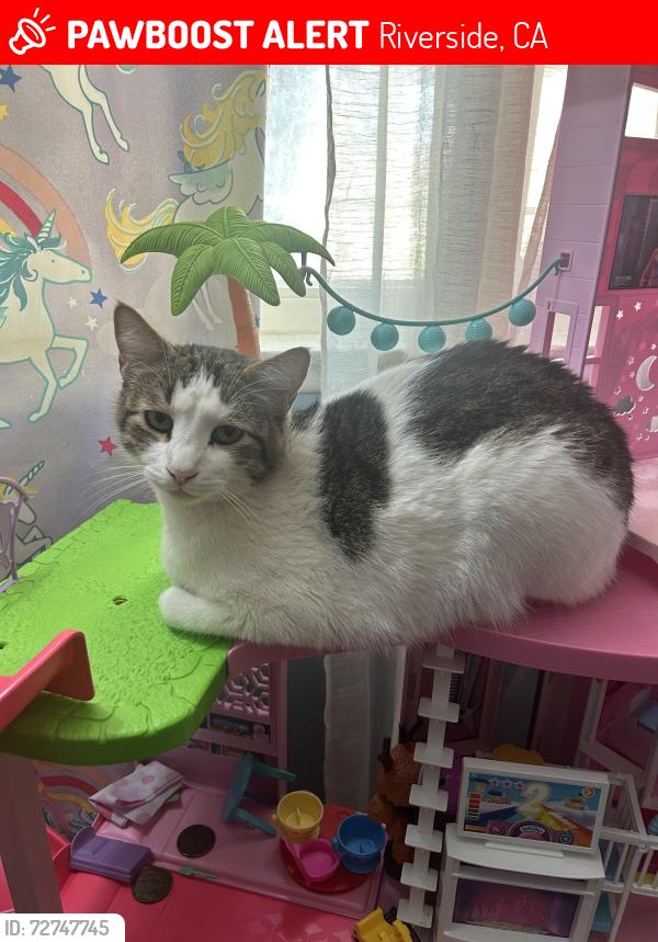 Lost Male Cat last seen Highlander Pointe apmts , Riverside, CA 92507