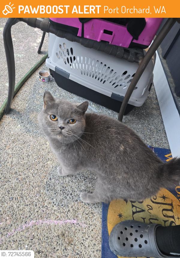 Found/Stray Female Cat last seen Near hses to the left of the one with a ton of cinderblocks in driveway , Port Orchard, WA 98367