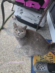 Found/Stray Female Cat last seen Near hses to the left of the one with a ton of cinderblocks in driveway , Port Orchard, WA 98367