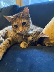 Lost Female Cat last seen Hillside and broadway, Asheville, NC 28801