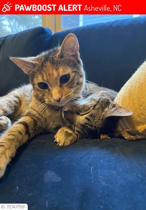 Lost Female Cat last seen Hillside and broadway, Asheville, NC 28801