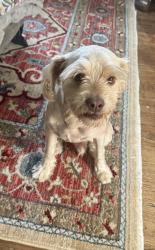 Found/Stray Male Dog last seen Randolph st , Huntington Park, CA 90255
