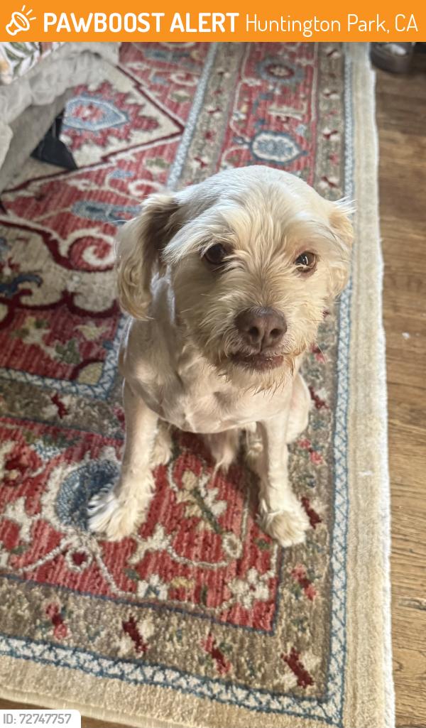 Found/Stray Male Dog last seen Randolph st , Huntington Park, CA 90255