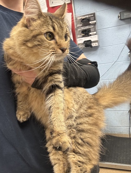 Shelter Stray Female Cat last seen Near Lawrenceville Hwy, Tucker, GA 30084, 30084, GA, Atlanta, GA 30341