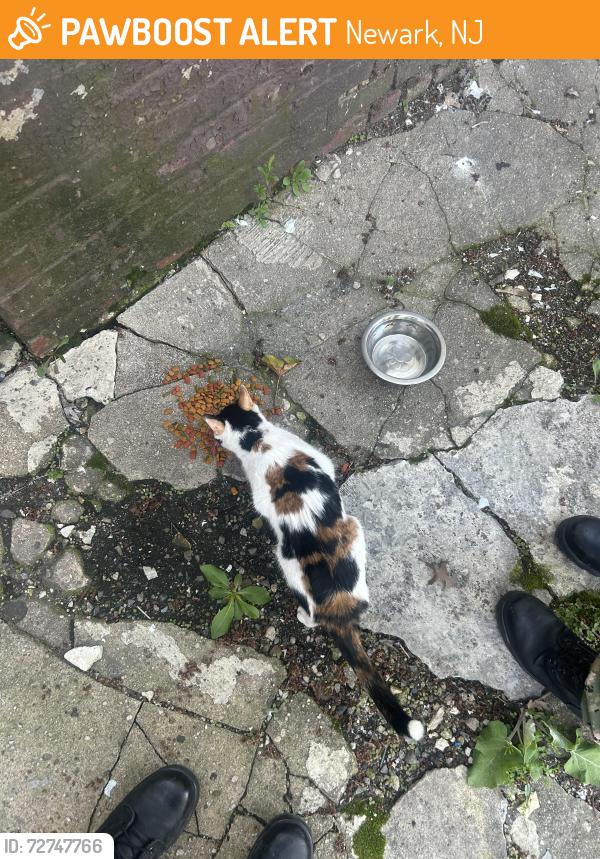 Found/Stray Female Cat last seen Near columbia ave newark, Newark, NJ 07106