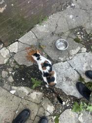 Found/Stray Female Cat last seen Near columbia ave newark, Newark, NJ 07106