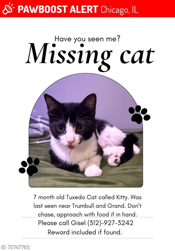 Lost Male Cat last seen Trumbull and Grand, Chicago, IL 60651