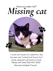 Lost Male Cat last seen Trumbull and Grand, Chicago, IL 60651