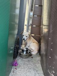 Found/Stray Female Dog last seen Anaheim Street and Junipero, Long Beach, CA 90831