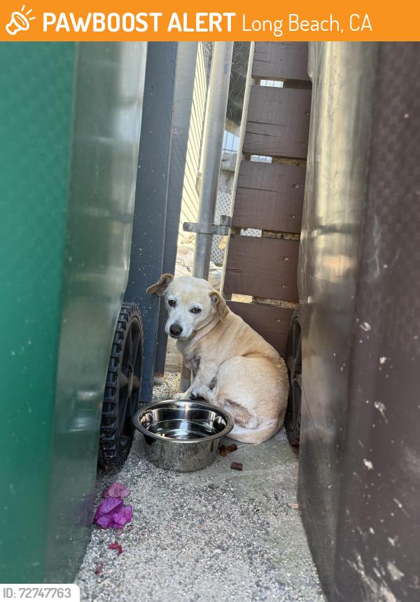 Found/Stray Female Dog last seen Anaheim Street and Junipero, Long Beach, CA 90831