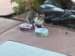 Lost Female Cat last seen Fair Oaks/Hollister, Carmichael, CA 95608