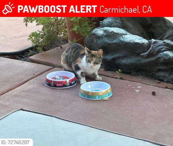 Lost Female Cat last seen Fair Oaks/Hollister, Carmichael, CA 95608