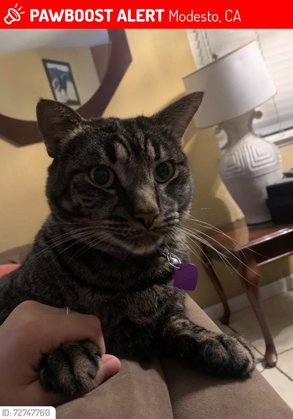 Lost Male Cat last seen Dallas st and Whitmore Ave in Modesto,Ca, Modesto, CA 95358