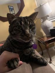 Lost Male Cat last seen Dallas st and Whitmore Ave in Modesto,Ca, Modesto, CA 95358