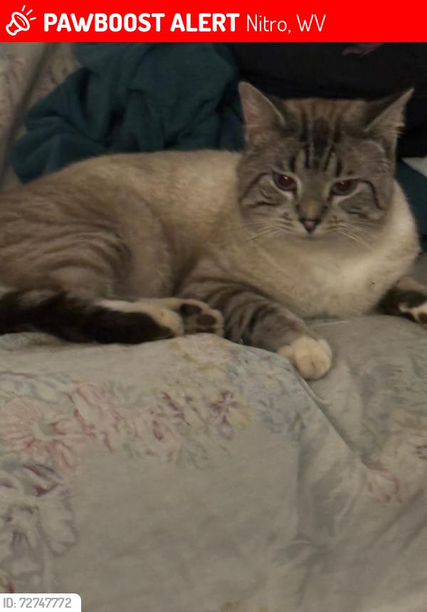 Lost Male Cat last seen Elementary school, Nitro, WV 25143