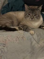 Lost Male Cat last seen Elementary school, Nitro, WV 25143
