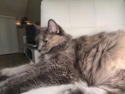 Lost Female Cat last seen Erringer, Patricia Ave , Simi Valley, CA 93065