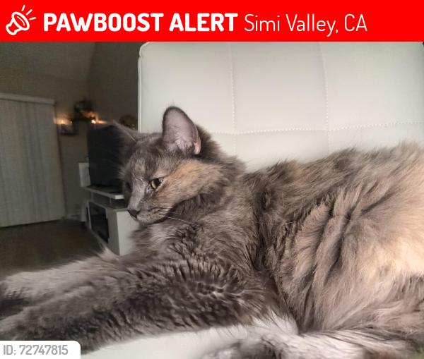 Lost Female Cat last seen Erringer, Patricia Ave , Simi Valley, CA 93065