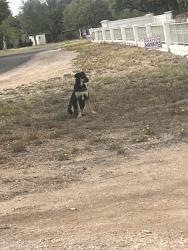 Found/Stray Unknown Dog last seen Near Noel mansion, Odessa, TX 79762