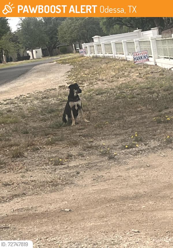Found/Stray Unknown Dog last seen Near Noel mansion, Odessa, TX 79762
