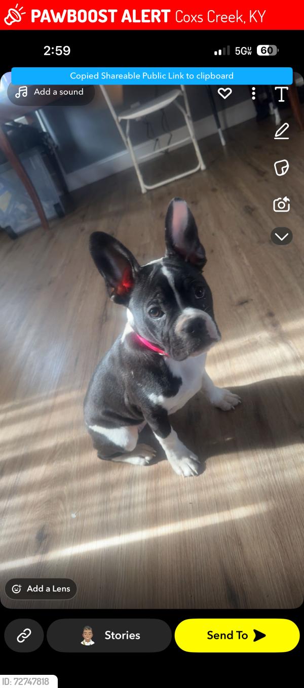 Lost Female Dog last seen Newburg area, Coxs Creek, KY 40013