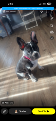Lost Female Dog last seen Newburg area, Coxs Creek, KY 40013