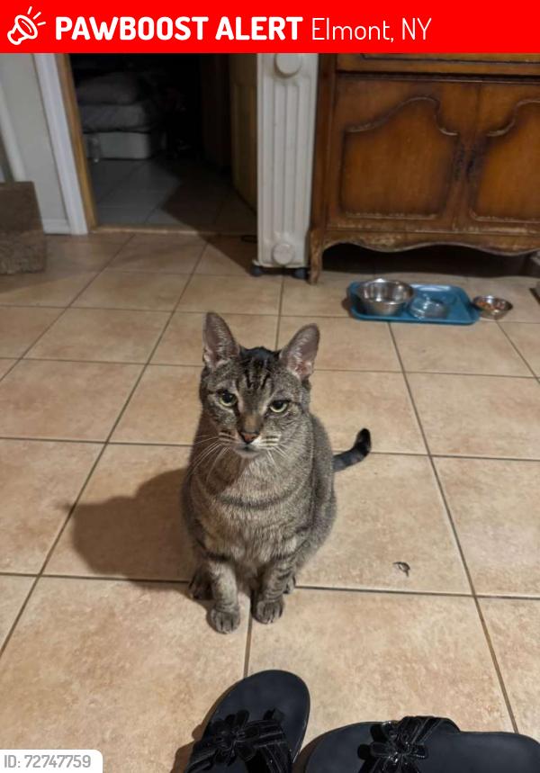 Lost Male Cat last seen the nearest cross street would be Blackstone street, there is a local elementry school near by. , Elmont, NY 11003