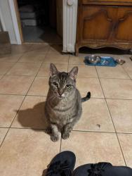 Lost Male Cat last seen the nearest cross street would be Blackstone street, there is a local elementry school near by. , Elmont, NY 11003