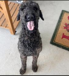 Found/Stray Male Dog last seen Memorial Boulevard , Sullivan County, TN 37664