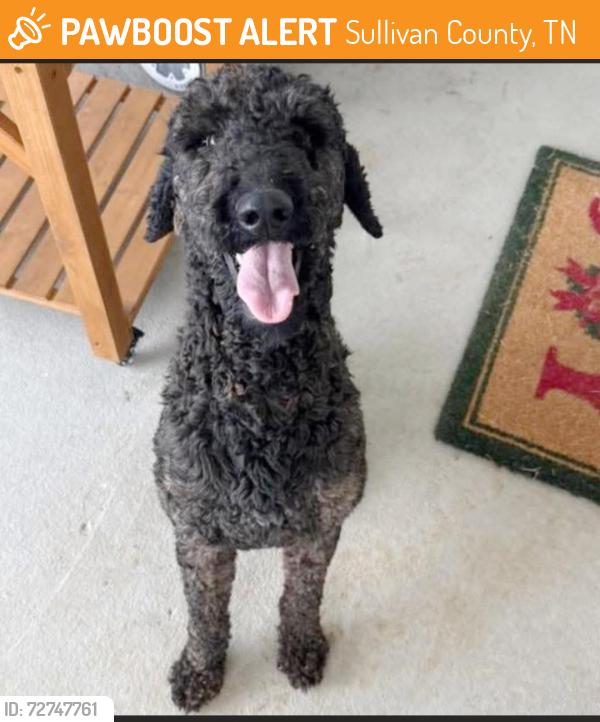 Found/Stray Male Dog last seen Memorial Boulevard , Sullivan County, TN 37664