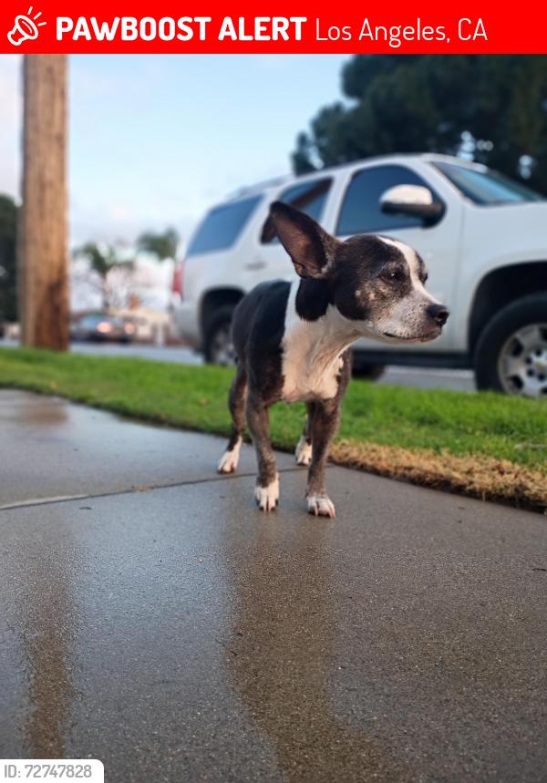 Lost Female Dog last seen 8th and Crockett , Los Angeles, CA 90012