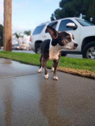 Lost Female Dog last seen 8th and Crockett , Los Angeles, CA 90012