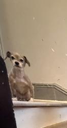 Lost Female Dog last seen Inbetween ocean and mlk , Jersey City, NJ 07305