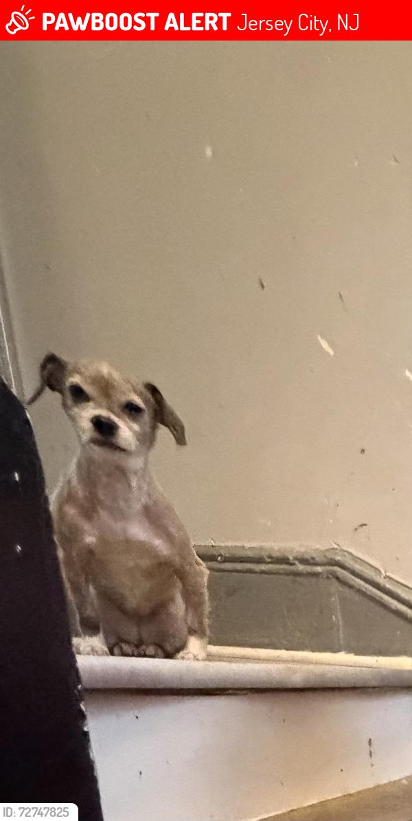 Lost Female Dog last seen Inbetween ocean and mlk , Jersey City, NJ 07305