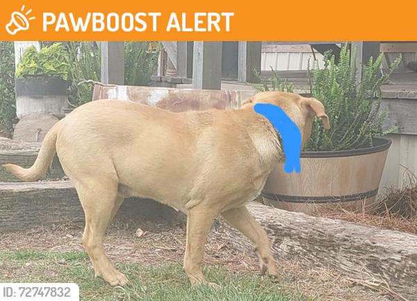 Found/Stray Male Dog last seen Bemiss road, Moody Air Force Base, GA 31699