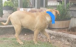 Found/Stray Male Dog last seen Bemiss road, Moody Air Force Base, GA 31699