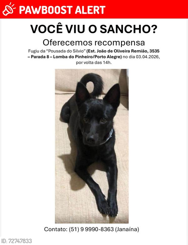Lost Male Dog last seen Lomba do Pinheiro - Porto Alegre/RS, Lomba do Pinheiro, RS 91540-470