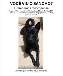 Lost Male Dog last seen Lomba do Pinheiro - Porto Alegre/RS, Lomba do Pinheiro, RS 91540-470