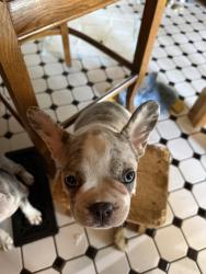 Lost Female Dog last seen Flint and Sterling, Peoria, IL 61604
