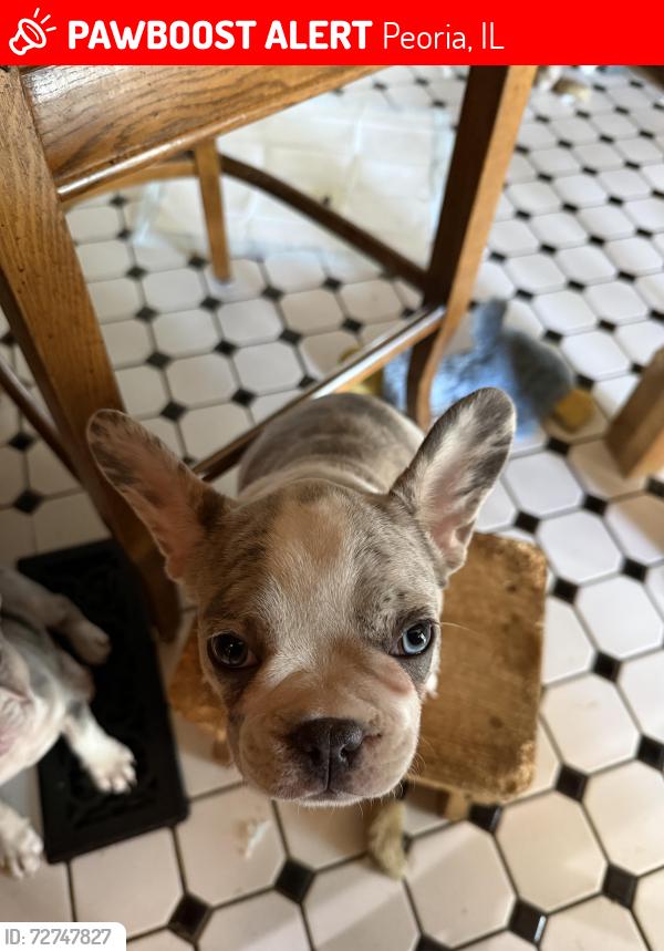 Lost Female Dog last seen Flint and Sterling, Peoria, IL 61604