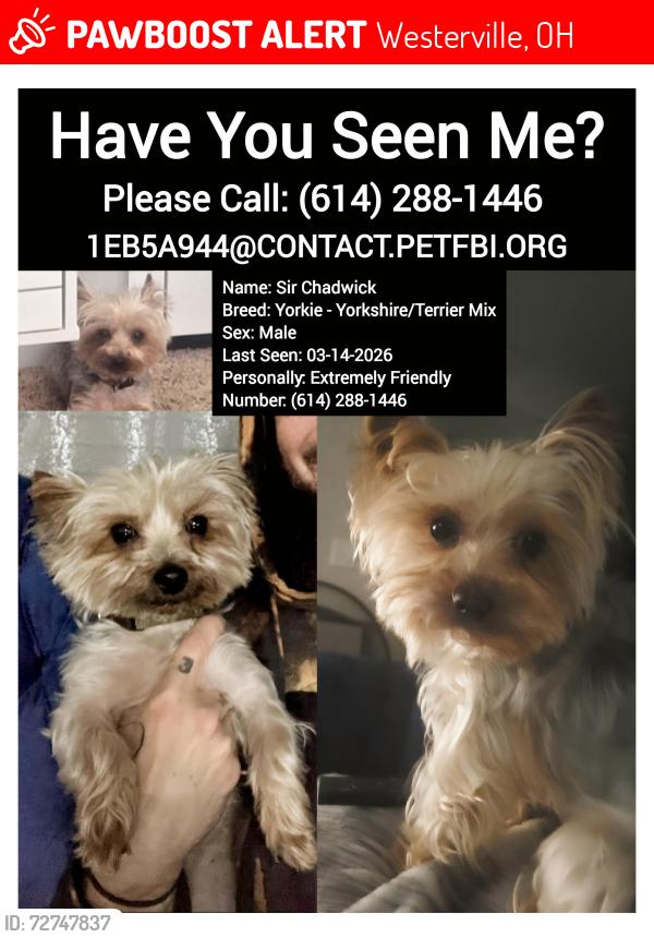 Lost Male Dog last seen North Hamilton and Warner Road, Westerville, OH 43081