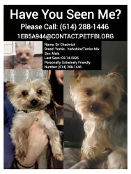 Lost Male Dog last seen North Hamilton and Warner Road, Westerville, OH 43081