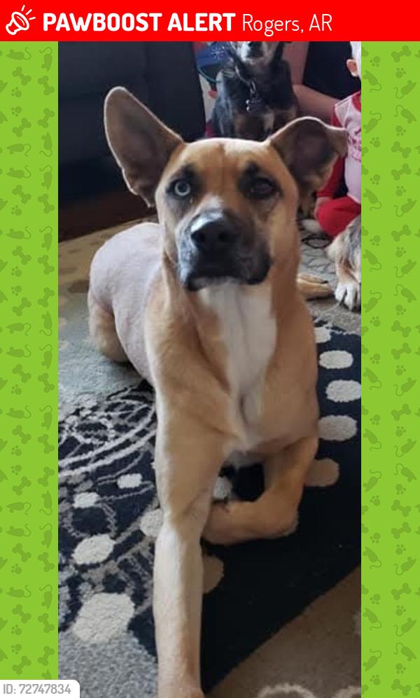 Lost Female Dog last seen W Seneca rd & S Osage , Rogers, AR 72758