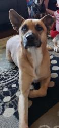 Lost Female Dog last seen W Seneca rd & S Osage , Rogers, AR 72758