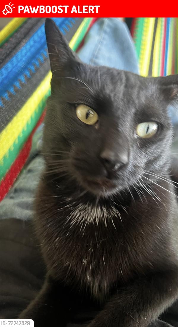 Lost Male Cat last seen in Ingrid dr next to the curb leading to hogeye Rd ., Estates At Wilbarger Creek, TX 78653