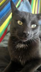 Lost Male Cat last seen in Ingrid dr next to the curb leading to hogeye Rd ., Estates At Wilbarger Creek, TX 78653