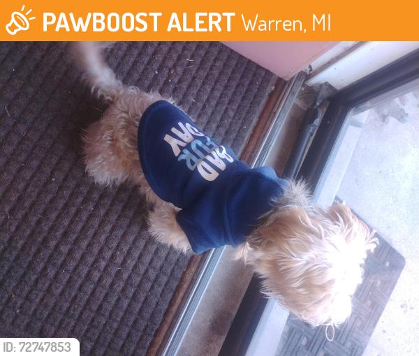 Found/Stray Female Dog last seen Frazho and Ryan rd., Warren, MI 48091