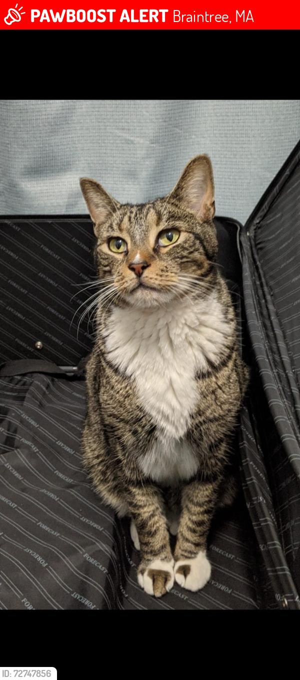 Lost Male Cat last seen Common str, Braintree, MA 02184