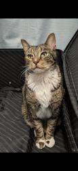 Lost Male Cat last seen Common str, Braintree, MA 02184
