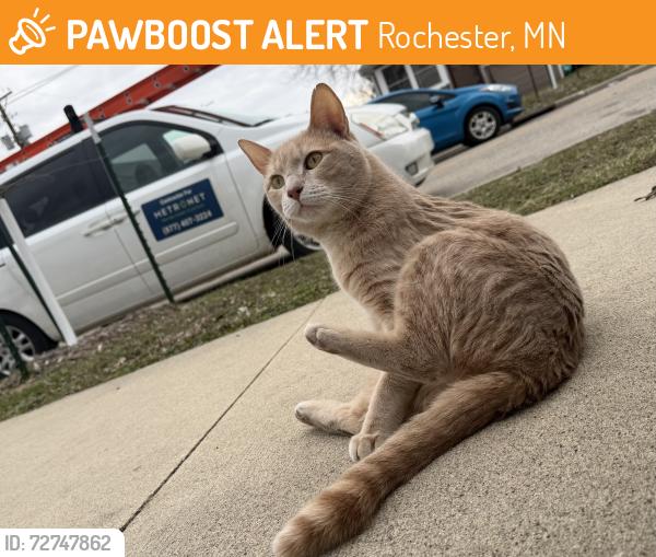Found/Stray Male Cat last seen 12th St, near Silver Lake, Rochester, MN 55901